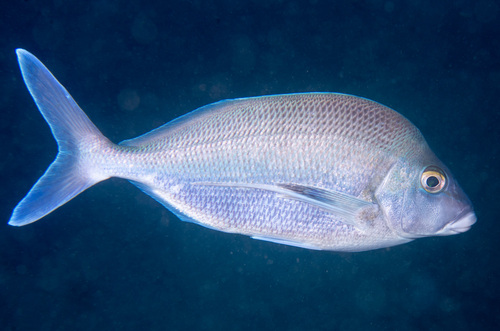 Blue morwong (Nemadactylus douglasii) — Cheilodactylidae