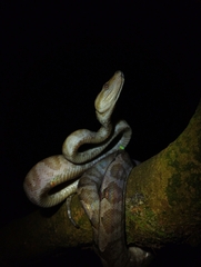 Corallus annulatus image