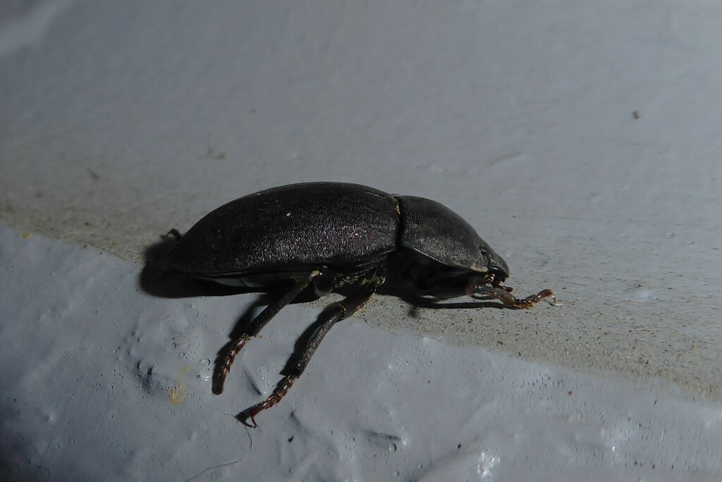 Mimopeus from Waikouaiti, New Zealand on January 2, 2024 at 1029 PM by