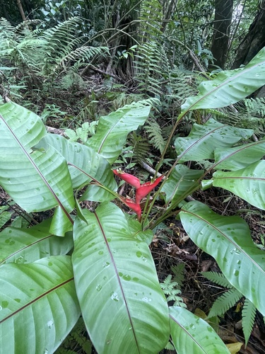 Foto de Bananeira-do-brejo