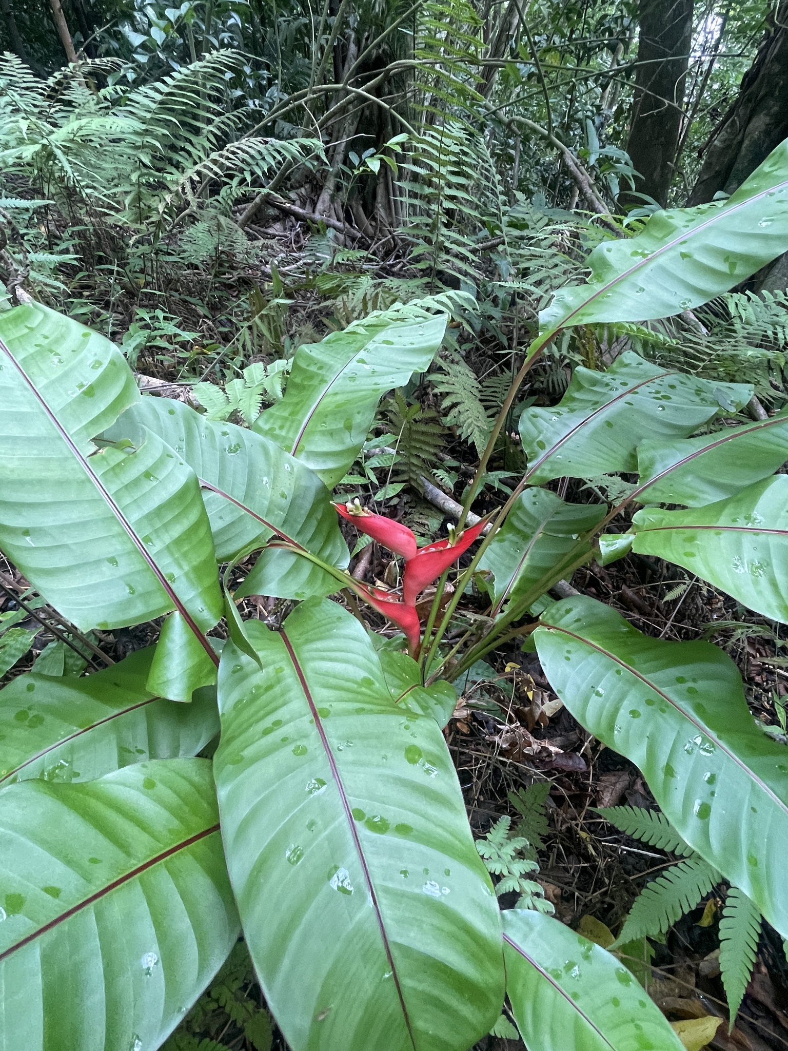 Imagem de Bananeira-do-brejo