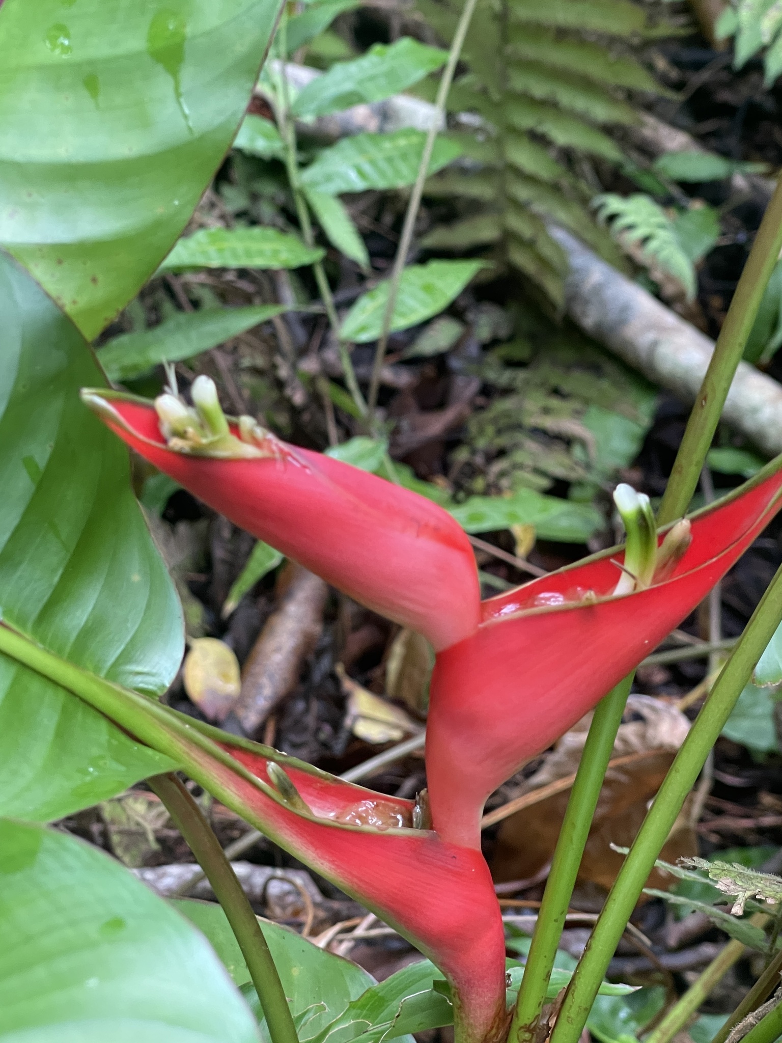 Imagem de Bananeira-do-brejo