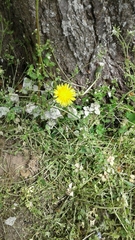 Taraxacum officinale