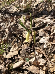 Uvularia puberula