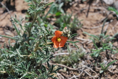 Sphaeralcea coccinea