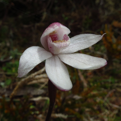 Image of Caladenia alpina by no rights reserved