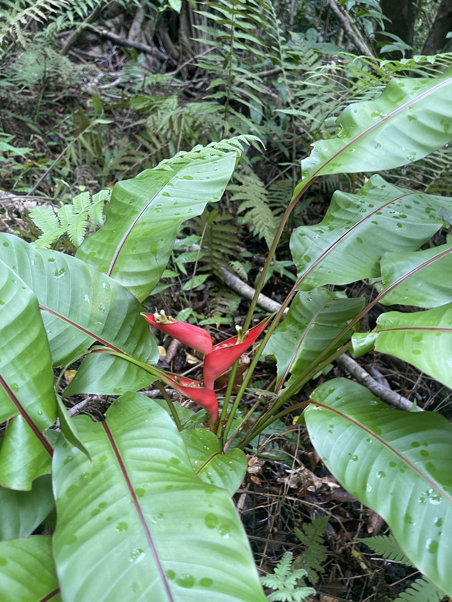 Imagem de Bananeira-do-brejo