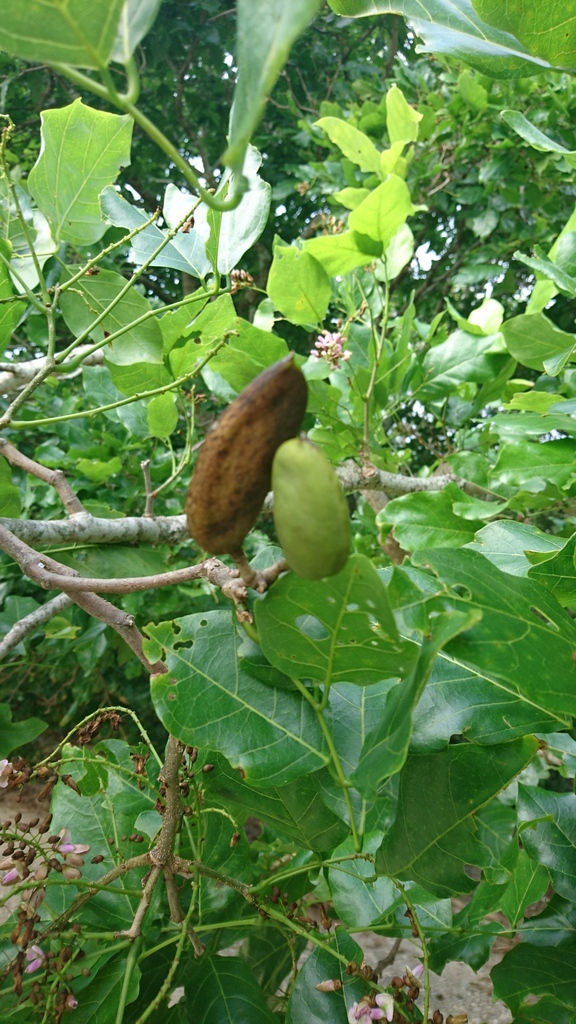 Indian beech tree from Fitzroy Island QLD 4871, Australia on May 31 ...