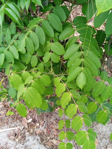 Commiphora grandifolia Engl. 3