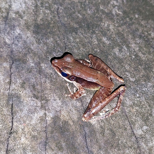 Kapit Borneo Frog, Meristogenys phaeomerus