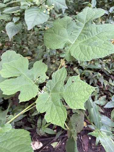 Montanoa hibiscifolia