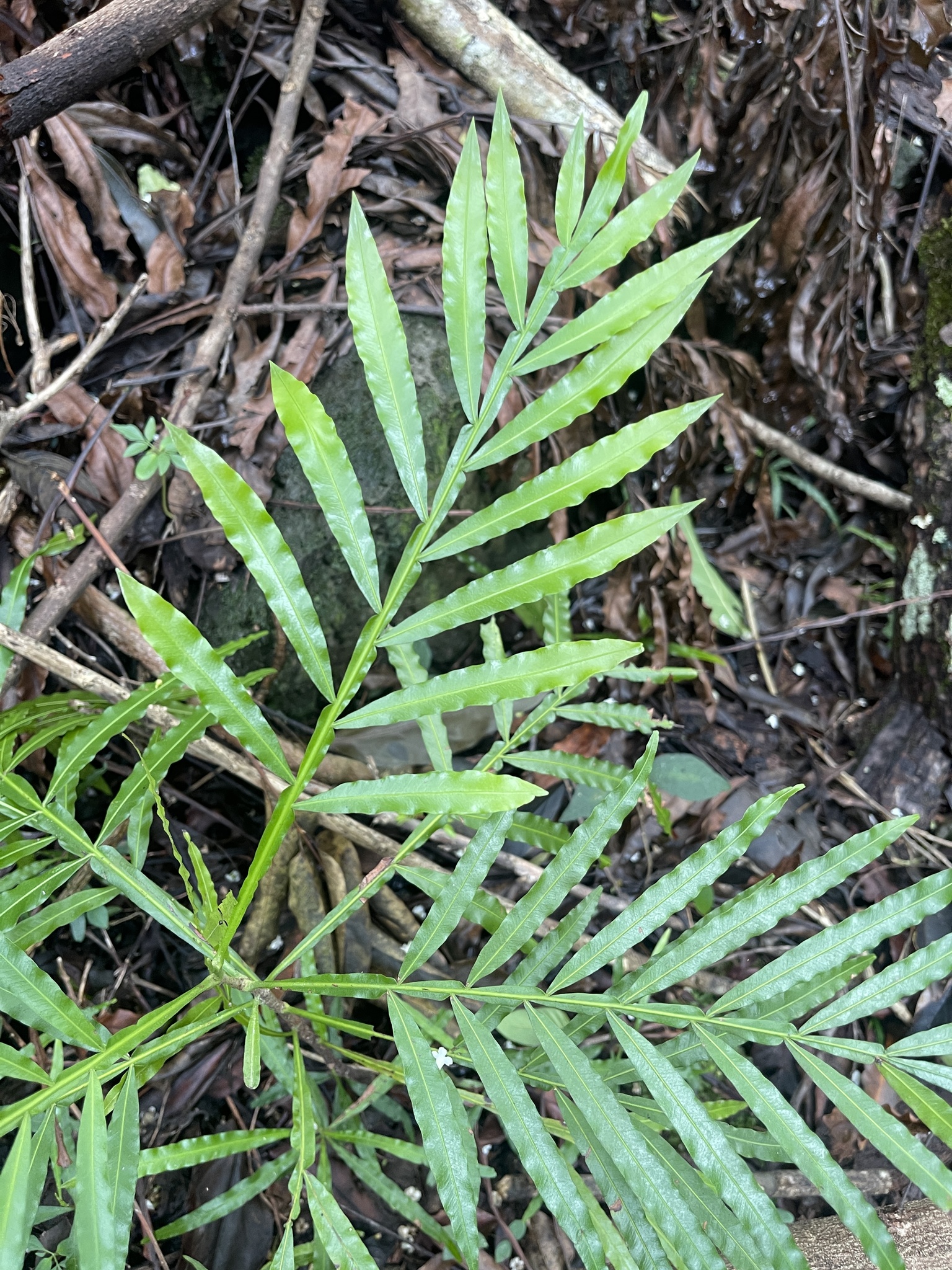 Imagem de Árvore-da-borracha