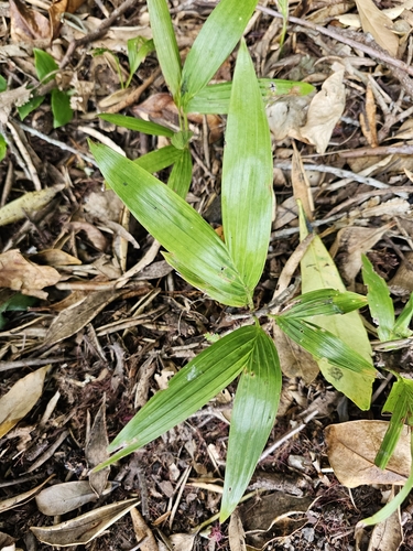 Foto de Palmeira-imperial
