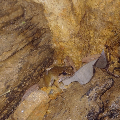 Smooth Guardian Frog (Limnonectes palavanensis)