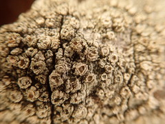 Pertusaria subambigens