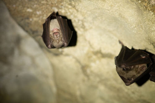 Podkovár veľký (Rhinolophus ferrumequinum)