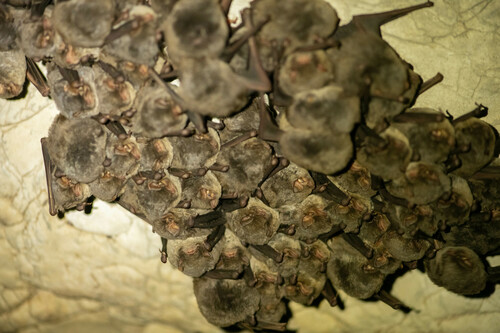 Dugokrili pršnjak (Miniopterus schreibersii)