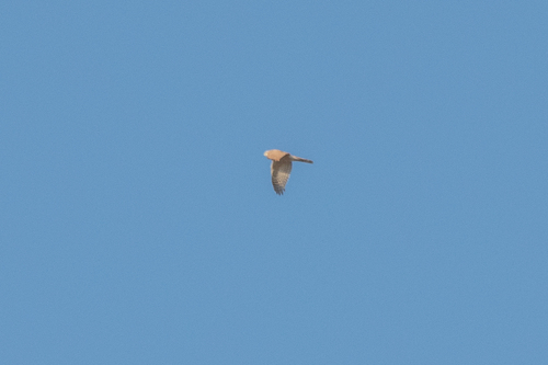 Obični kobac (Accipiter nisus)