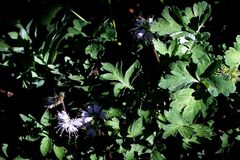 Hydrophyllum occidentale