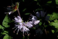 Hydrophyllum occidentale
