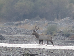 Central Asian Red Deer photo 2