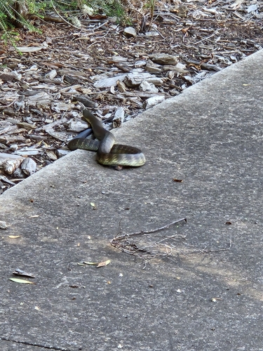 Tiger Snake sighting