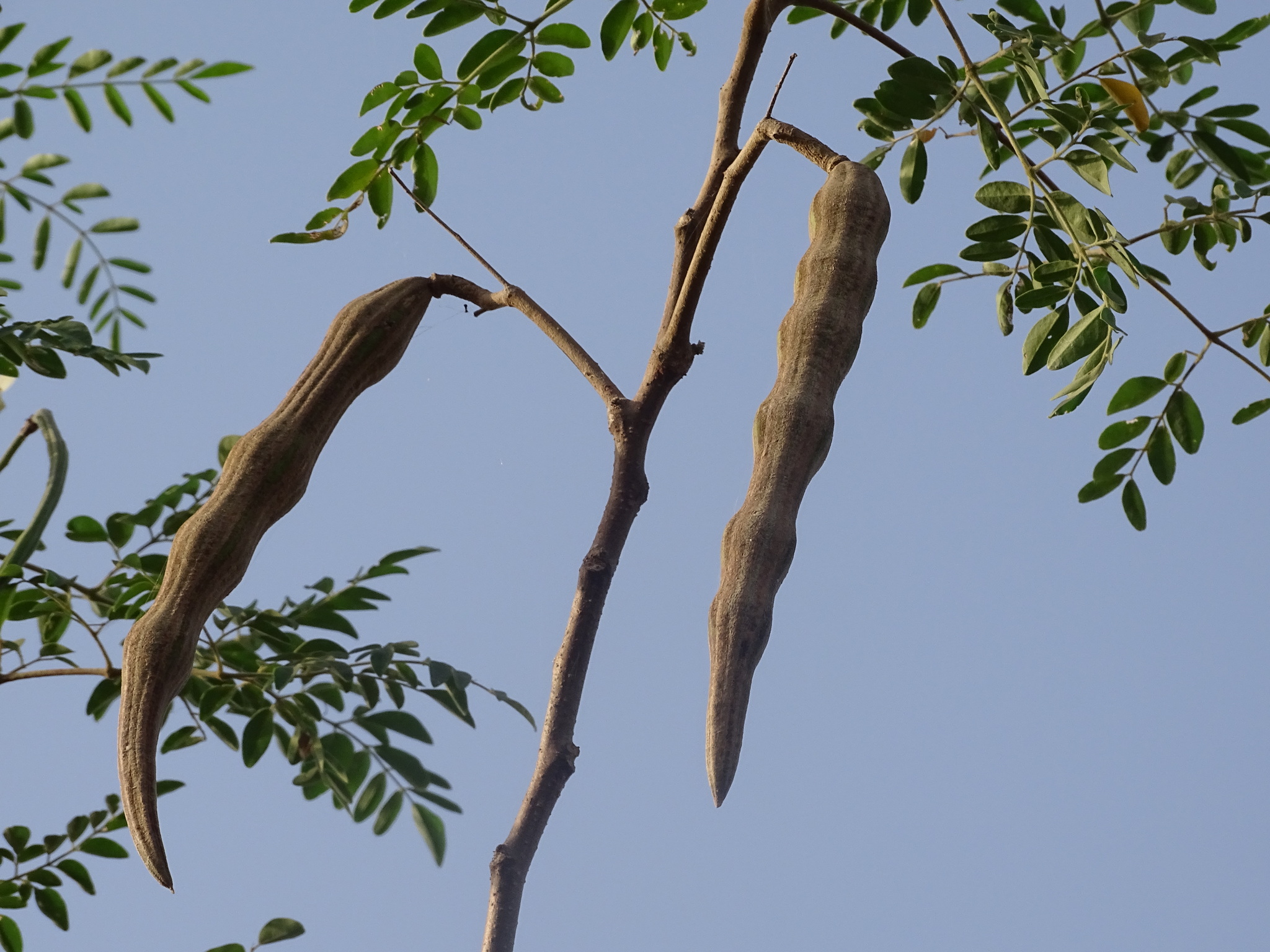 Imagem de Moringa
