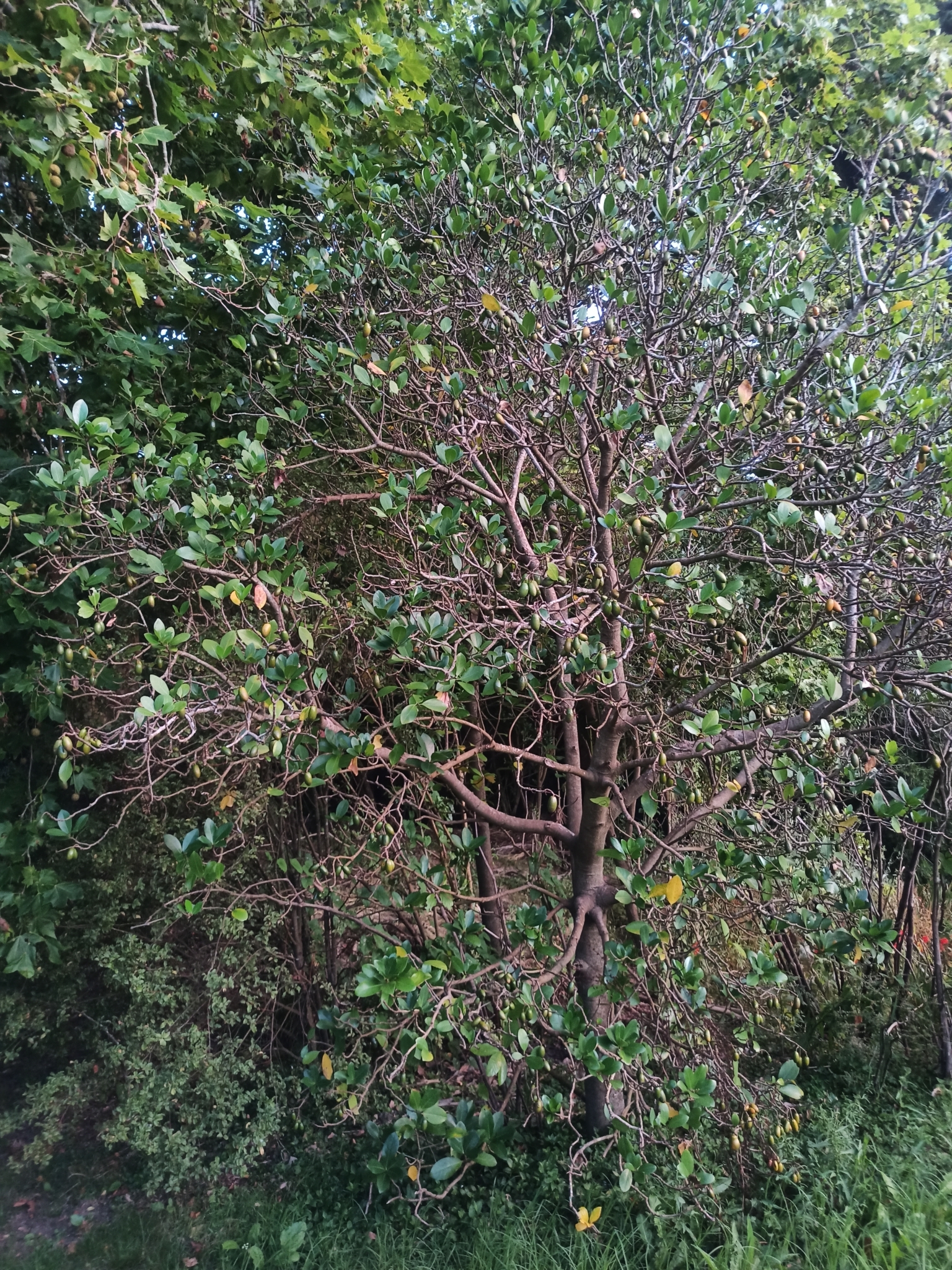 Imagem de Karaka