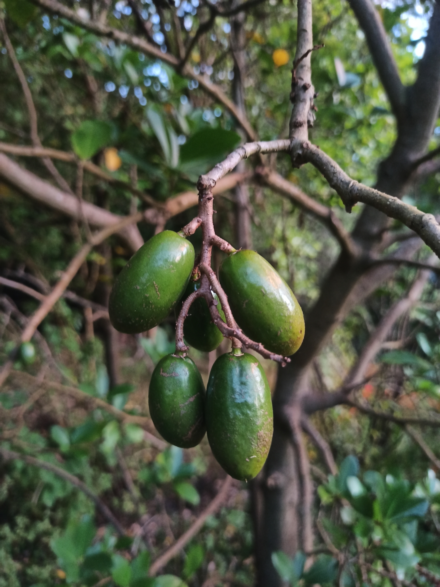 Imagem de Karaka