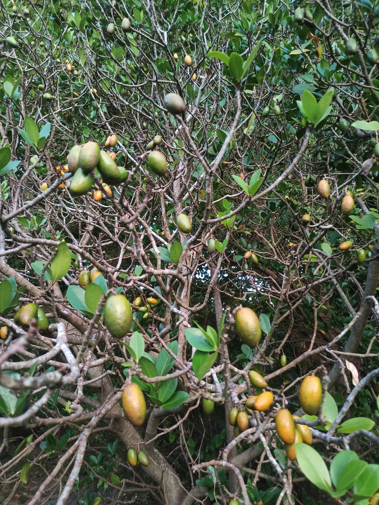 Imagem de Karaka