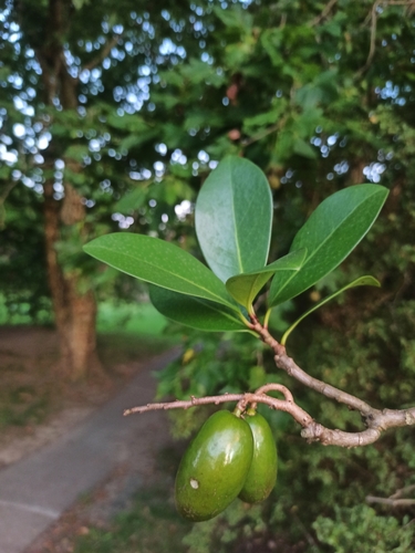 Foto de Karaka