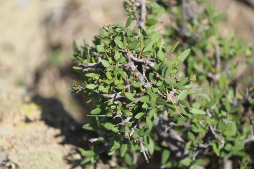 Forestiera phillyreoides (Forestiera phillyreoides)