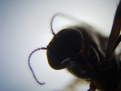 Nilobezzia schwarzii