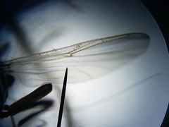 Nilobezzia schwarzii