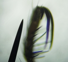 Nilobezzia schwarzii