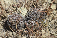 Echinofossulocactus pentacanthus