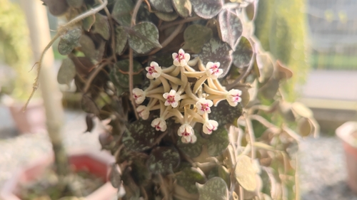Hoya curtisii King & Gamble 3