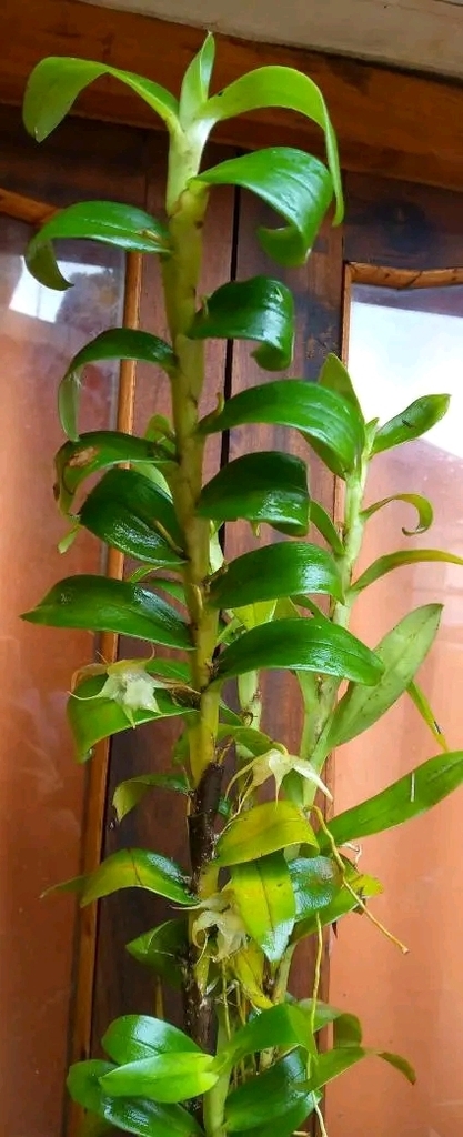 Aeranthes tricalcarata
