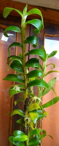 Aeranthes tricalcarata H.Perrier