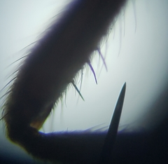 Nilobezzia schwarzii