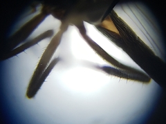 Nilobezzia schwarzii