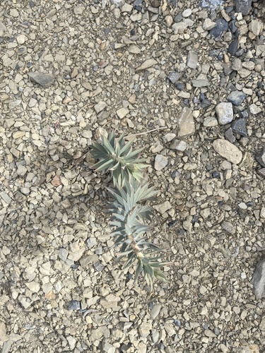 Gopher plant