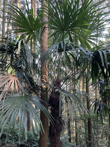 Foto de Palmeira-de-leque