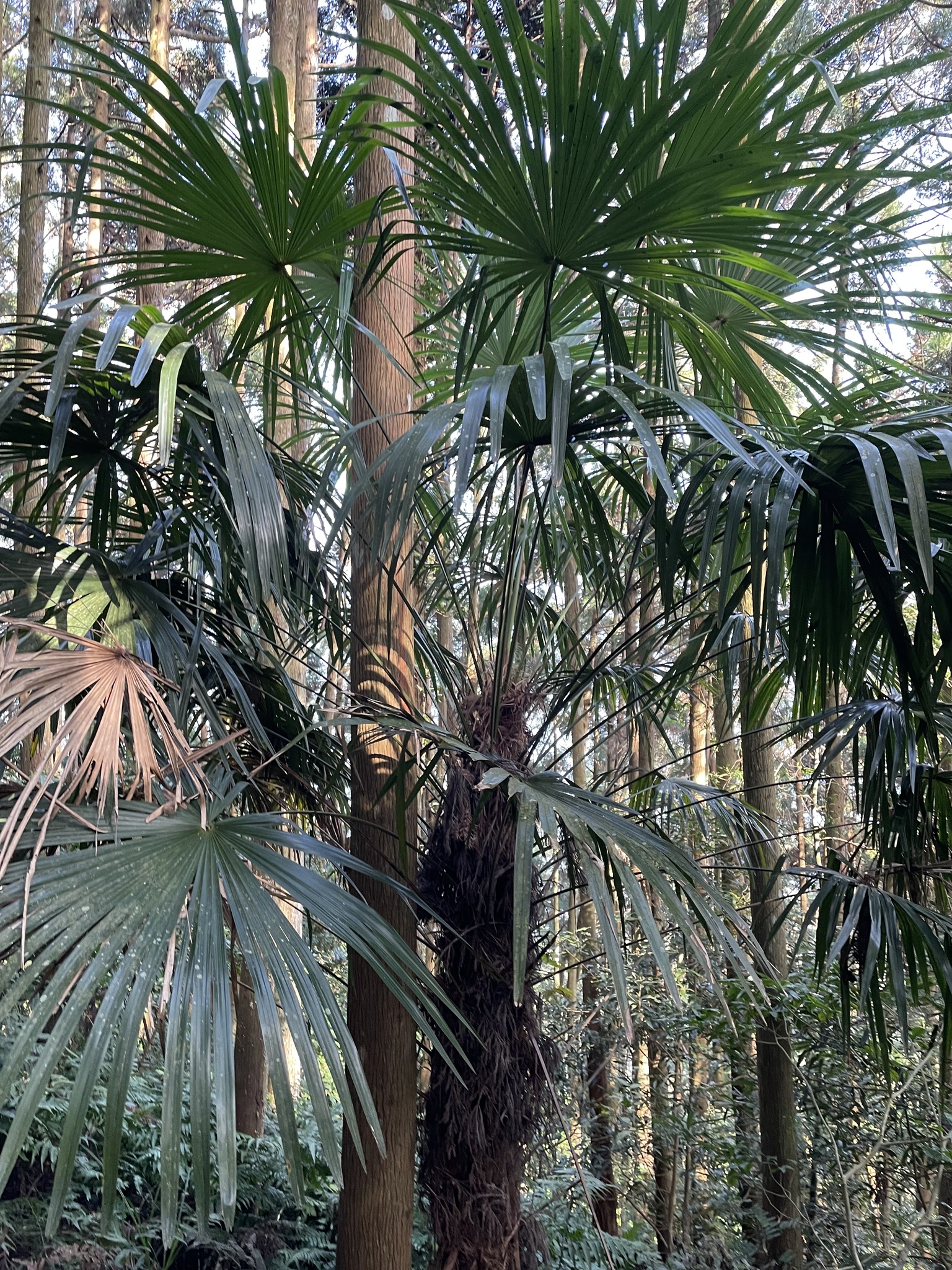 Imagem de Palmeira-de-leque
