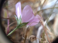 Eremalche parryi kernensis