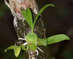 Prosthechea boothiana