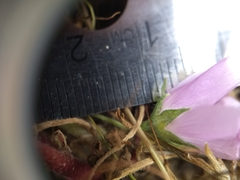 Eremalche parryi kernensis