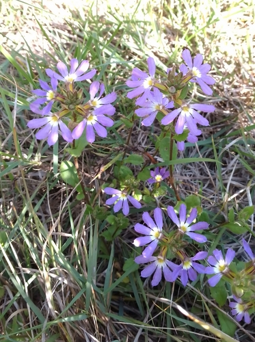 Foto de Scaevola