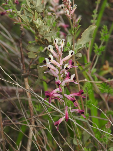 Fumaria agraria (Fumaria agraria)