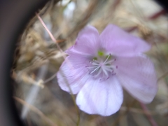 Eremalche parryi kernensis